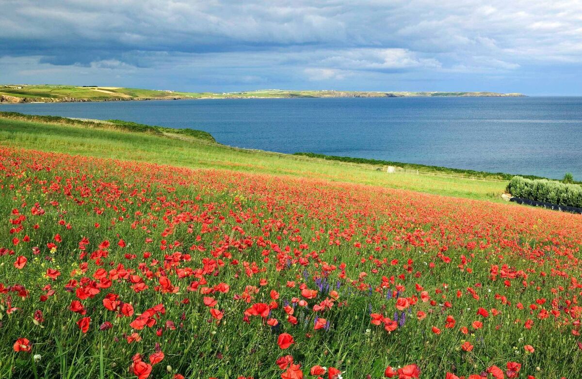 Poppies bloom near Duneen beach, Clonakilty Bay. Photo: Mike Brown from his book, ‘Wild Water, Wild Light’ 