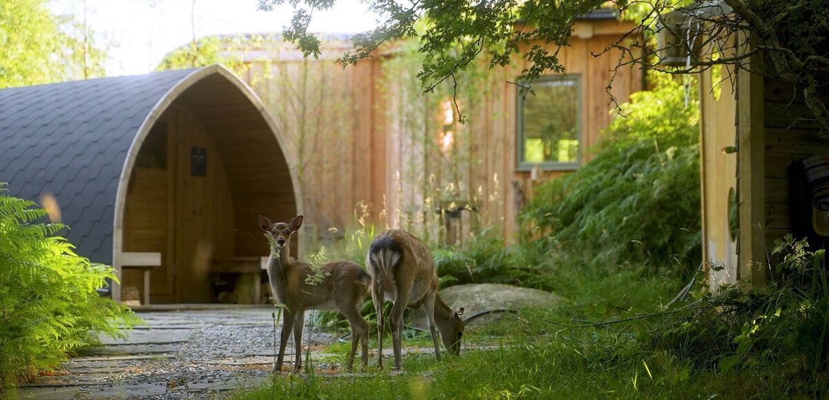 The Deerstone in Co Wicklow, an ambient 6-acre resort with pet-friendly shepherd's huts and deluxe rooms. The Deerstone in Co Wicklow, an ambient 6-acre resort with pet-friendly shepherd's huts and deluxe rooms.