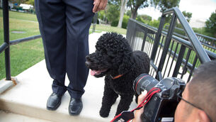 Sunny, President Barack Obama’s dog (Evan Vucci/AP) Sunny, President Barack Obama’s dog (Evan Vucci/AP)