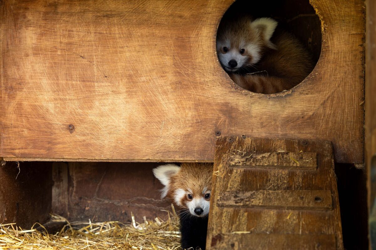 Fota Wildlife Park in Cork has announced the arrival of two endangered red panda cubs, born at the park. Picture: Michael O'Sullivan / OSM PHOTO Fota Wildlife Park in Cork has announced the arrival of two endangered red panda cubs, born at the park. Picture: Michael O'Sullivan / OSM PHOTO