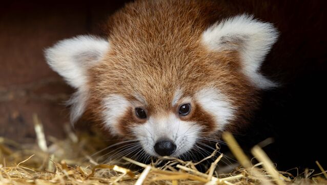 <p>Fota Wildlife Park in Cork has announced the arrival of two endangered red panda cubs, born at the park. Picture: Michael O'Sullivan / OSM PHOTO</p>