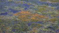 Lough Neagh algal blooms