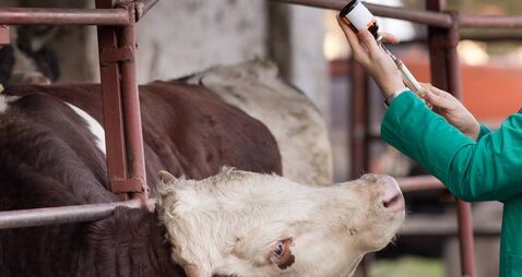 Veterinarian with syringe and bull