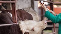 Veterinarian with syringe and bull