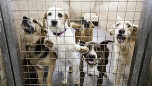 <p>Packed dog shelters are finding it difficult to keep up with demands created by the surrender and abandonment of often mistreated pets. Picture: iStock</p> <p>Packed dog shelters are finding it difficult to keep up with demands created by the surrender and abandonment of often mistreated pets. Picture: iStock</p>