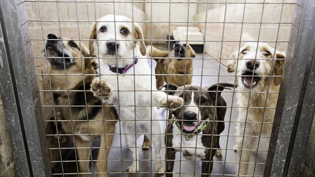 <p>Packed dog shelters are finding it difficult to keep up with demands created by the surrender and abandonment of often mistreated pets. Picture: iStock</p>