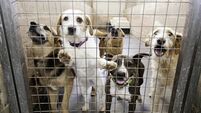 Kennel dogs locked