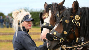 <p>Séad Ní Mhaoilmhia leading the horses on the all-female team from Cork West, ploughing in the special horse class on Day Three of the National Ploughing Championships 2026 at Screggan, Tullamore, Co Offaly. Pictures: Larry Cummins</p> <p>Séad Ní Mhaoilmhia leading the horses on the all-female team from Cork West, ploughing in the special horse class on Day Three of the National Ploughing Championships 2026 at Screggan, Tullamore, Co Offaly. Pictures: Larry Cummins</p>