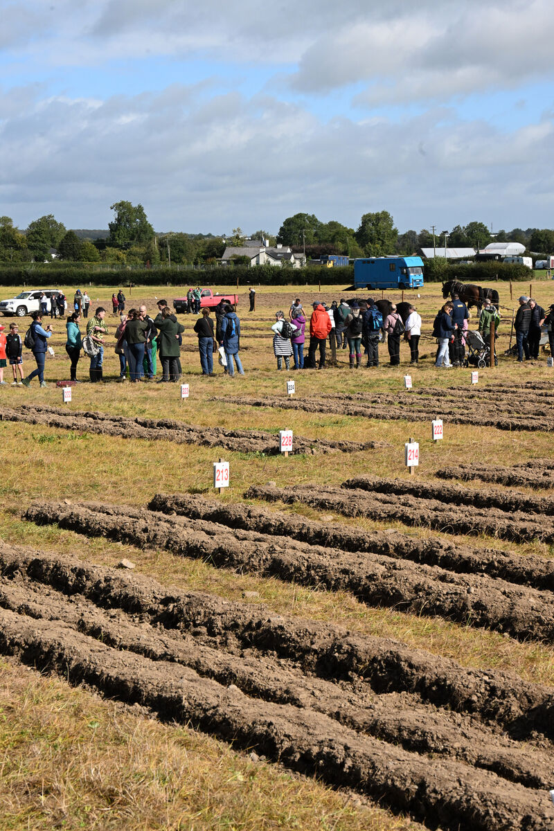 Thursday crowds watching the special horse class ploughing. Thursday crowds watching the special horse class ploughing.