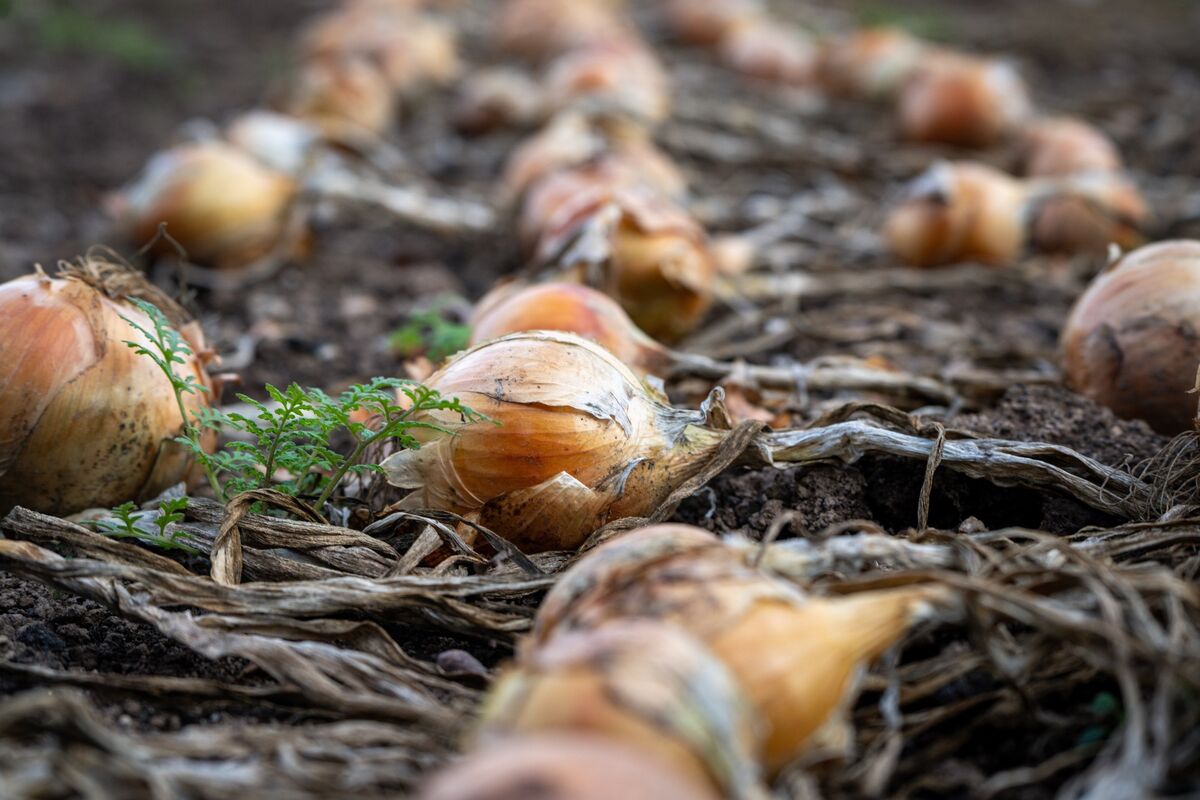Fresh onions await harvesting at Our Farm at Bushy Park. Fresh onions await harvesting at Our Farm at Bushy Park.