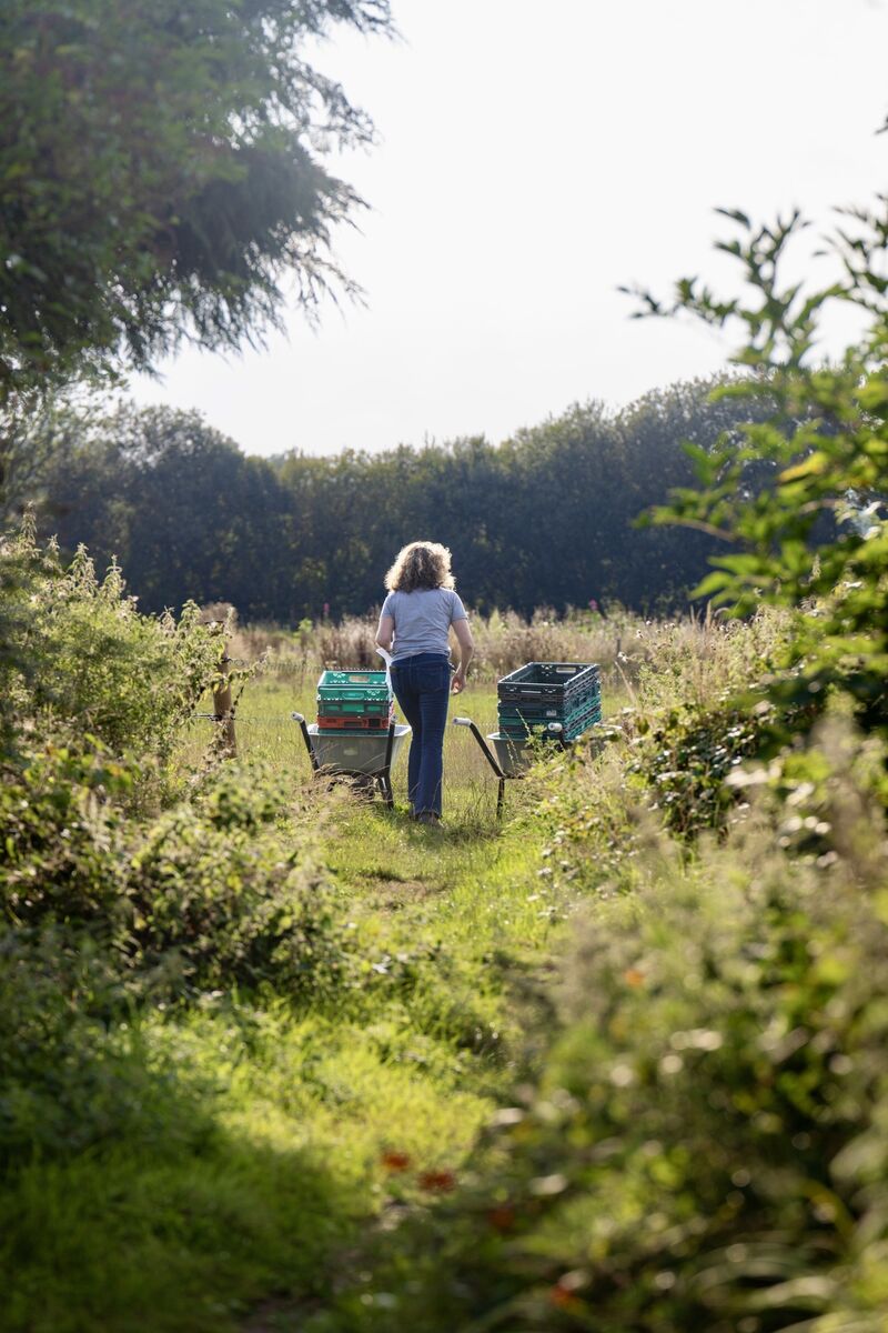 An empty wheelbarrow waits to be filled with freshly harvested produce at Our Farm. An empty wheelbarrow waits to be filled with freshly harvested produce at Our Farm.