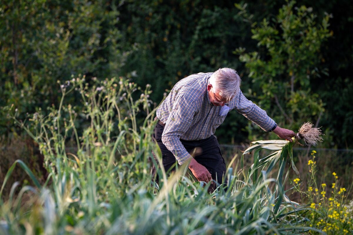 Retired farmer Conor O’Brien harvests salad onions at Our Farm. Retired farmer Conor O’Brien harvests salad onions at Our Farm.