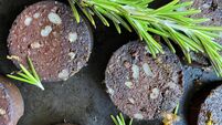 Full frame image of nonstick frying pan containing slices of cooked black pudding (blood sausage) with sprig of rosemary, elevat