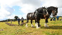 Anna May McHugh on how the National Ploughing Championships grew into a €14m rural showcase