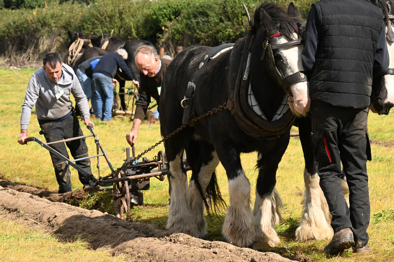  Jeremiah Delaney from Cork East was competing in the Under-40 horse category with his father JJ Delaney at the National Ploughing Championships at Screggan, Tullamore, Co Offaly. Picture: Larry Cummins