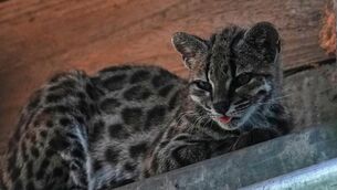 <p>A small spotted wild cat identified as a new species inside Senda Verde Wildlife Sanctuary in Bolivia’s Yungas region (Juan Karita/AP)</p>