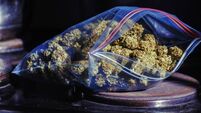 Cannabis ready to roll