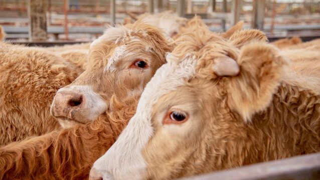 <p>Suppliers are reporting that the higher prices being paid this week are coming with a warning of caution on speculation that the prices "are about to take off" for the end of year trade.</p>