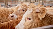 Corral of Grass fed beef cattle steers at the markets for sale