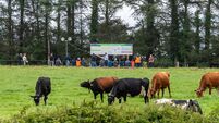 Tirlán increases milk price by 1c/litre
