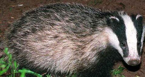 TB found in four in 10 Cork North badgers
