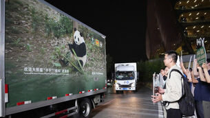Vehicles carrying a pair of giant pandas, Ping Ping and Fu Shuang (Xu Bingjie/Xinhua via AP)