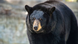 <p>In the early hours of September 19, Jeff Wilson, who lives in rural northern California, let his dog Cassie go outside, the San Francisco Chronicle reported.</p> <p>In the early hours of September 19, Jeff Wilson, who lives in rural northern California, let his dog Cassie go outside, the San Francisco Chronicle reported.</p>