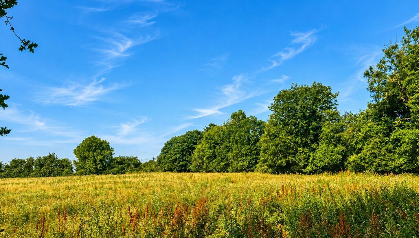 Some of the land of the 55-acre farm sold at auction, Thomastown, Kilcullen, Co. Kildare.