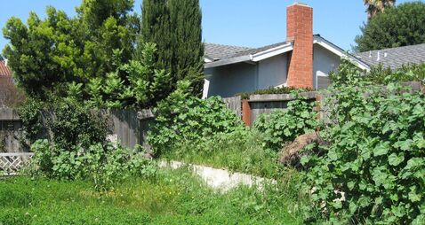Backyard in need of gardening