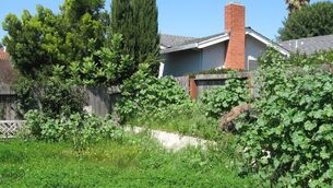 <p>Arm yourself with a strong pair of thorn-resistant, protective gloves, eye-protective goggles, and an old thick overcoat that you don’t mind getting torn when clearing out an overgrown garden. File picture</p> <p>Arm yourself with a strong pair of thorn-resistant, protective gloves, eye-protective goggles, and an old thick overcoat that you don’t mind getting torn when clearing out an overgrown garden. File picture</p>