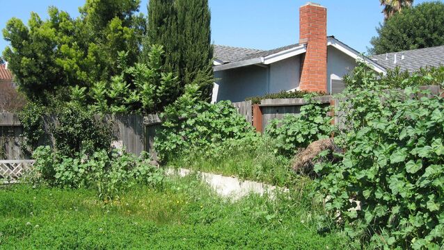 <p>Arm yourself with a strong pair of thorn-resistant, protective gloves, eye-protective goggles, and an old thick overcoat that you don’t mind getting torn when clearing out an overgrown garden. File picture</p>