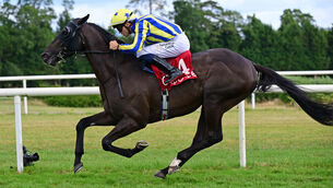 <p>Summer Is Tomorrow has run to a high level on each of his last four starts. Pic: Healy Racing Photo</p>