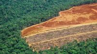 Deforestation in the Amazon