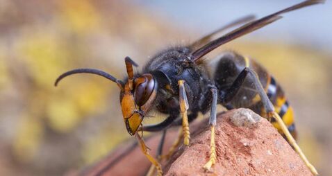 Asian hornet from Catalonia - portrait