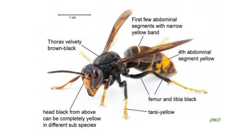 How to spot an Asian hornet. How to spot an Asian hornet.