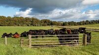 Herd Of Black & Red Aberdeen Angus Cattle.
