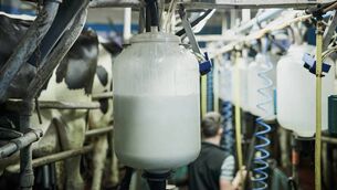 <p>A milk urea result is a nutritional signal, not a standalone diagnosis.</p> <p>A milk urea result is a nutritional signal, not a standalone diagnosis.</p>
