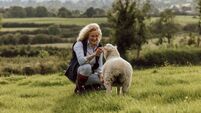 From sheep to shop: Cavan farm finds new value in wool