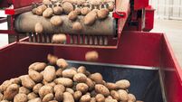 Automated Potato Processing