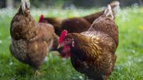 Free range chickens on field