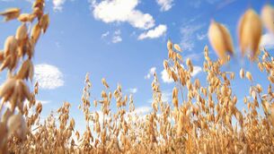 <p>Tirlán and Dairygold have confirmed their grain prices for suppliers.</p> <p>Tirlán and Dairygold have confirmed their grain prices for suppliers.</p>