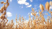 Oat florets on sunlit field full frame background