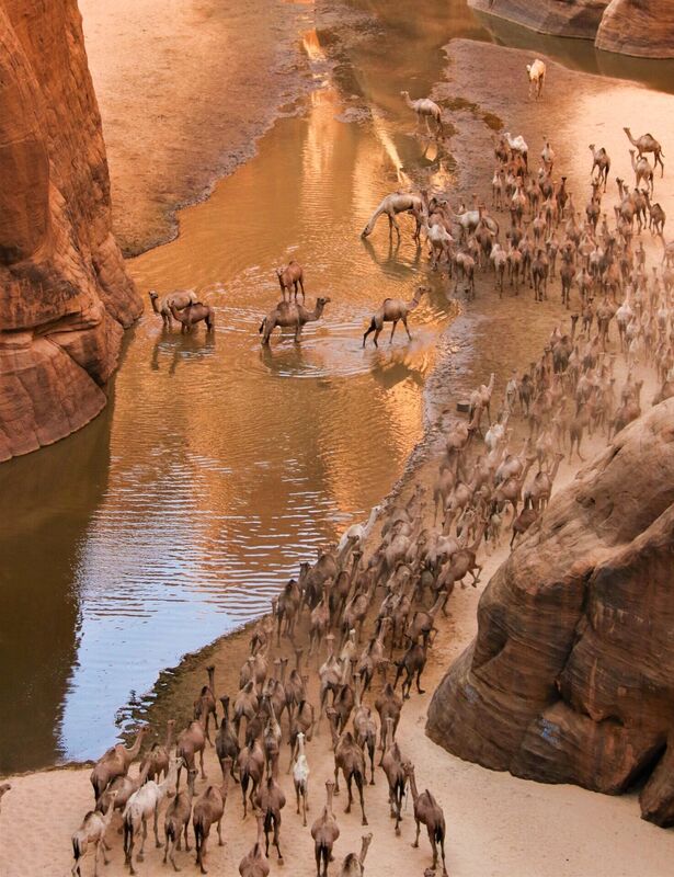 A herd of camels seen in Africa: Earth's Wild Home. Picture National Geographic/PA Wire A herd of camels seen in Africa: Earth's Wild Home. Picture National Geographic/PA Wire