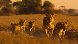 <p>Africa: Earth’s Wild Home is narrated by Oscar nominee Wunmi Mosaku (National Geographic/PA)</p> <p>Africa: Earth’s Wild Home is narrated by Oscar nominee Wunmi Mosaku (National Geographic/PA)</p>