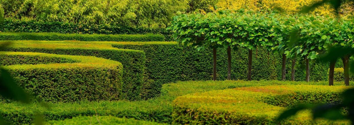 An elaborate hedge maze composed of meticulously trimmed green hedges forming twisting pathways. An elaborate hedge maze composed of meticulously trimmed green hedges forming twisting pathways.