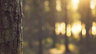 <p>A climate action plan set out in 2019 proposed increasing the amount of tree cover across the country to 18% by 2050. File picture</p>