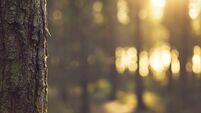 Sunlight bokeh through Trees in Evergreen forest - UK