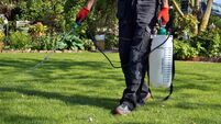Gardening 3.jpg spraying pesticide with portable sprayer to eradicate garden weeds in the lawn. weedicide spray on the weeds in the garden. Pest