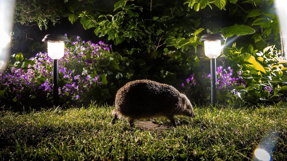 As October begins, hedgehogs are preparing for winter. Their nights are spent hunting beetles, caterpillars, earthworms, slugs and other invertebrates, building up the fat reserves that will help carry them through hibernation. As October begins, hedgehogs are preparing for winter. Their nights are spent hunting beetles, caterpillars, earthworms, slugs and other invertebrates, building up the fat reserves that will help carry them through hibernation.