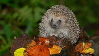 Hedgehog, Scientific name: Erinaceus Europaeus.  Wild, native, European hedgehog  at dusk, foraging on a fallen log in wet, Autu